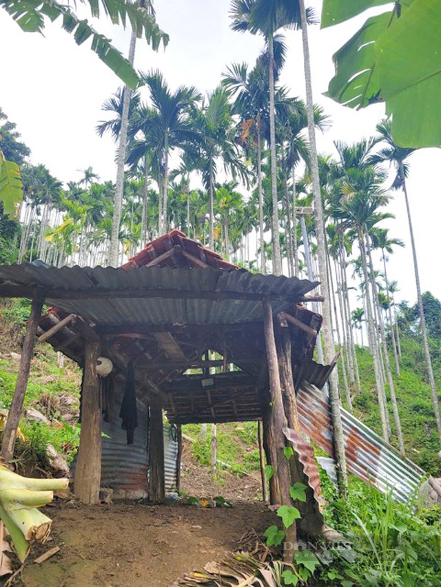 Người dân Quảng Ngãi căng mình chống “cau tặc” - Hình 2 Nguoi dan Quang Ngai cang minh chong “cau tac”-Hinh-2