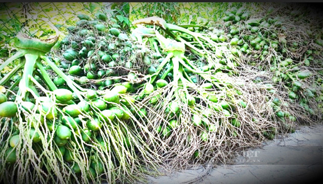 Người dân Quảng Ngãi căng mình chống “cau tặc” - Hình 3 Nguoi dan Quang Ngai cang minh chong “cau tac”-Hinh-3