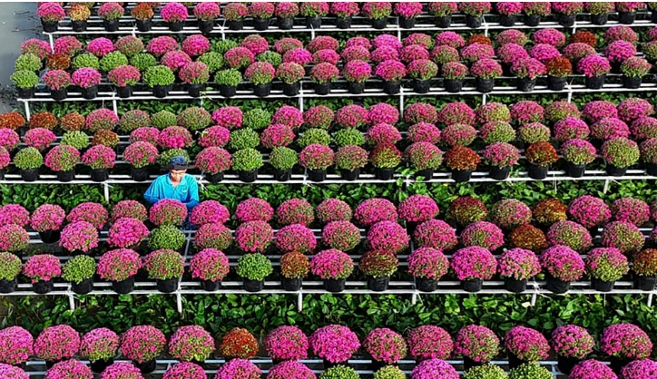 Các nhà vườn vẫn đang tất bật chăm sóc hoa cho vụ Tết.