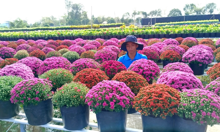 Cúc mâm xôi ngũ sắc có thời gian sinh trưởng ngắn hơn cúc mâm xôi truyền thống và có nguồn gốc từ vùng ôn đới nên các nhà vườn phải xông đèn tạo nhiệt độ phù hợp để hoa nở đẹp, đúng ngày.