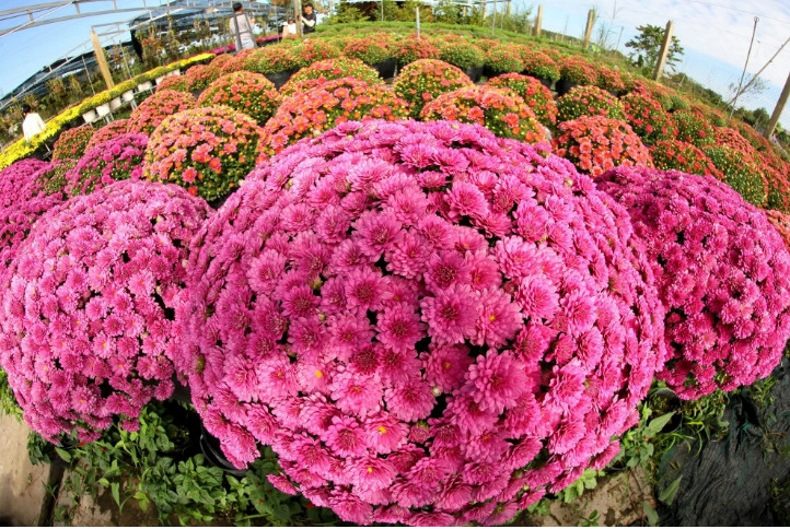 Cúc mâm xôi ngũ sắc có giá bán khoảng 200.000 đồng/chậu, cao hơn nhiều so với cúc mâm xôi truyền thống.