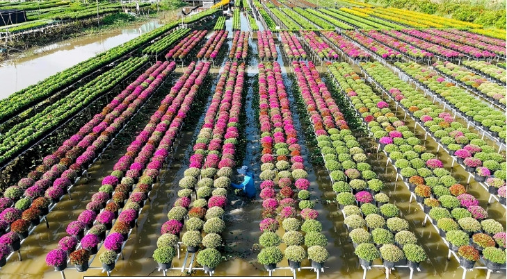 Để có được những chậu cúc mâm xôi đẹp rực rỡ, các nhà vườn phải chăm sóc rất kỹ.