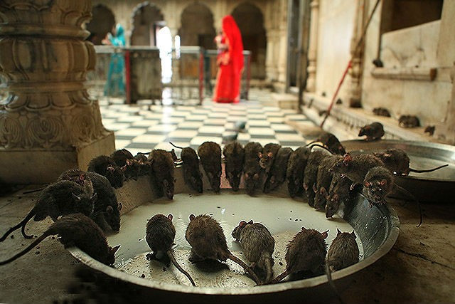  3. Deshnok, Rajasthan - xứ sở của hàng chục ngàn con chuột được tôn thờ: Đền Karni Mata ở Deshnok, Rajasthan là nơi sinh sống của hơn 20.000 con chuột! Nơi đây, chuột được tôn thờ bởi người dân địa phương cho rằng chúng có liên quan tới gốc gác lịch sử của nữ chiến binh Hindu Karni Mata trong vùng. Trong đó, những con chuột trắng càng được tôn sùng nhiều hơn bởi nhiều lý do đặc biệt.