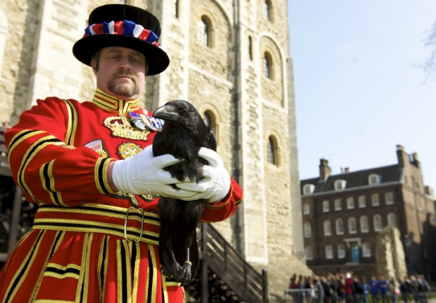  10. Trong Tháp London có một công việc toàn thời gian là chăm sóc quạ với tên gọi Ravenmaster: Những con quạ ở Tháp London có ý nghĩa đặc biệt với đảo Anh. Không ai biết những con quạ đó đến từ bao giờ. Nhưng truyền thuyết cho rằng nếu chúng rời đi thì ngai vàng và nước Anh sẽ sụp đổ. Do đó, Charles đệ nhị đã quyết định ở đây phải có ít nhất 6 con quạ sinh sống. Công việc của các Ravenmaster thường là làm sạch lồng chim, cho chúng ăn với mức lương 31.900 USD / năm (745 triệu đồng).