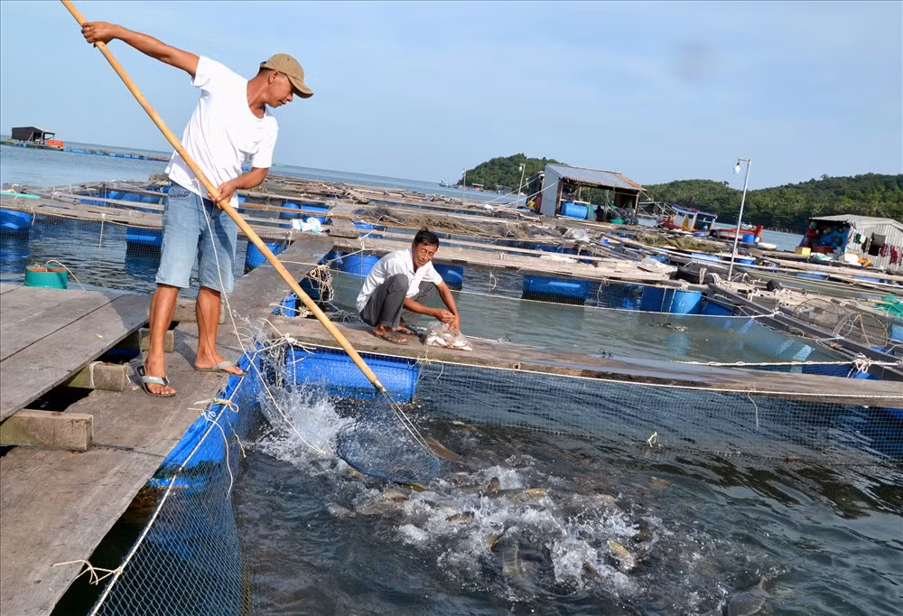 Kien Giang: Lang bien doi doi nho nuoi loai “ca bac ty“