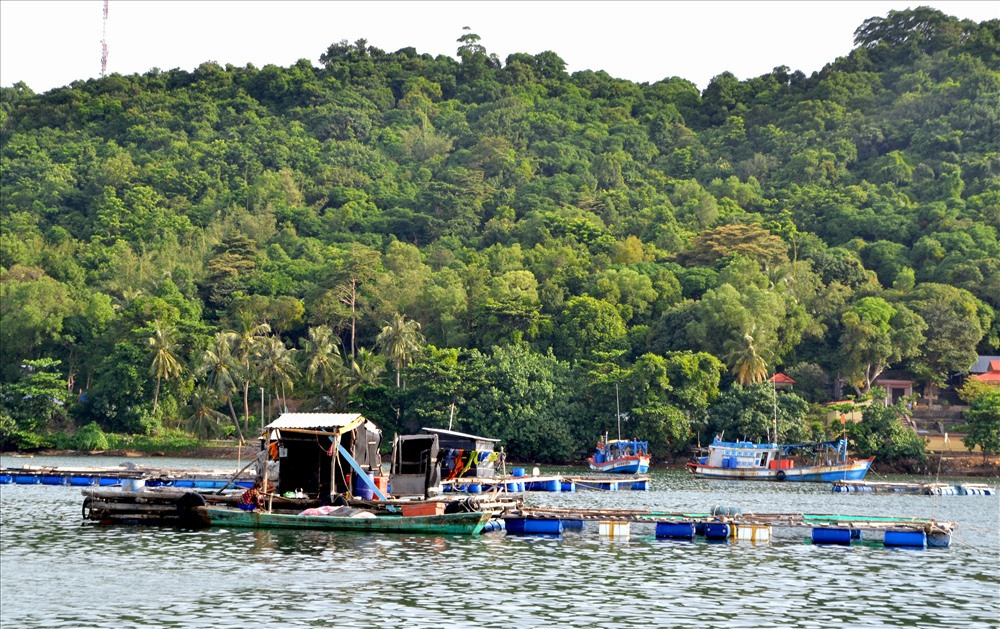 Kien Giang: Lang bien doi doi nho nuoi loai “ca bac ty“-Hinh-5