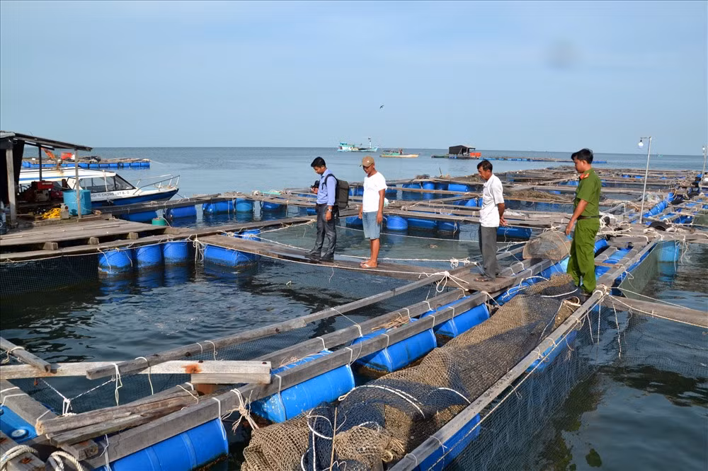 Kien Giang: Lang bien doi doi nho nuoi loai “ca bac ty“-Hinh-4