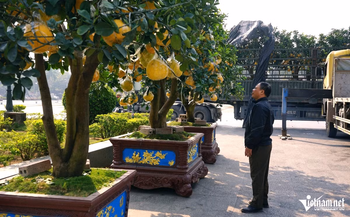 Nhộn nhịp sắc hoa, tiểu thương cho đào quất xuống phố sớm Nhon nhip sac hoa, tieu thuong cho dao quat xuong pho som