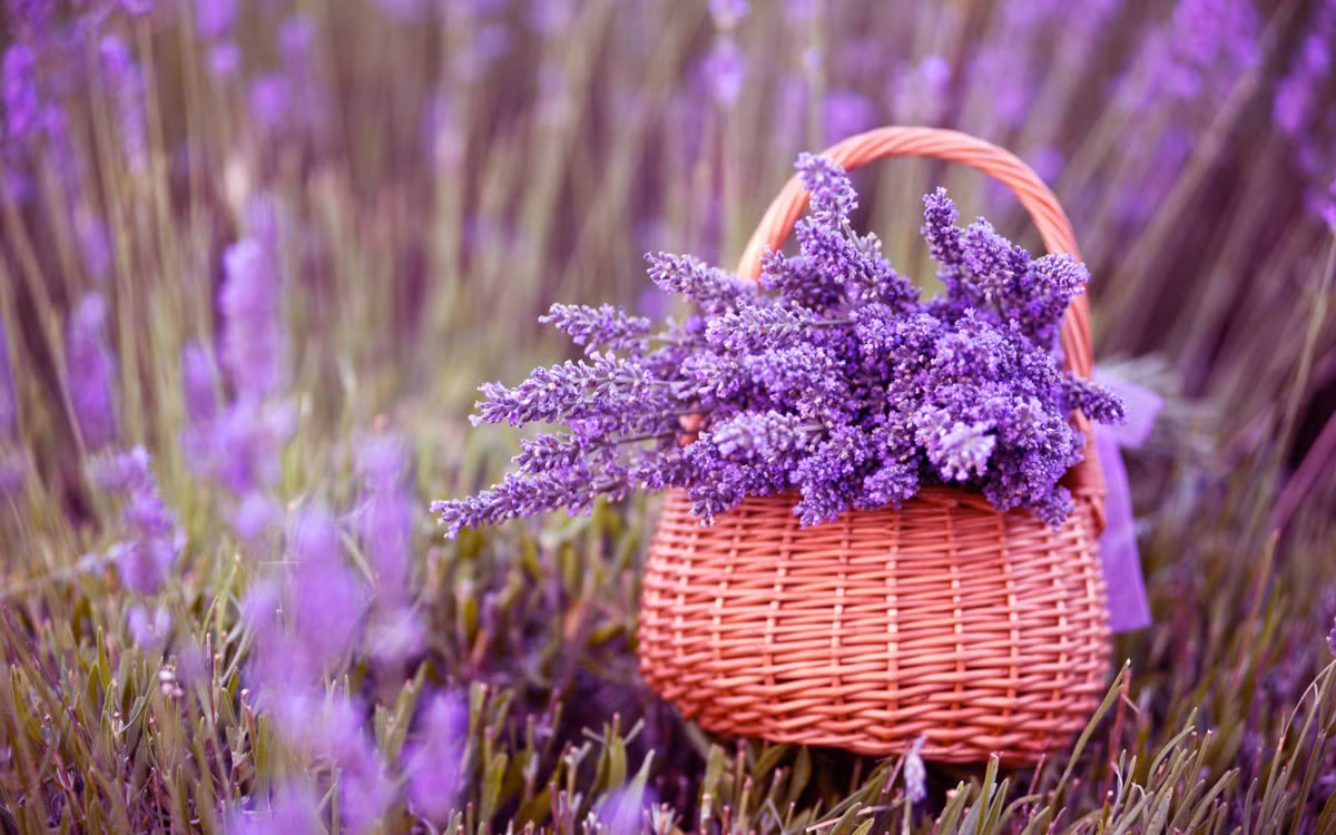 Sau đó người Ả Rập cổ đại đã tạo ra cách chưng cất đầu tiên để sản xuất tinh dầu của hoa Oải hương. Hiện kỹ thuật chiết xuất này vẫn còn được sử dụng tới tận ngày nay. Người Hy Lạp và La Mã cũng sử dụng Oải hương để giảm căng thẳng, nhức đầu và mất ngủ. Chính họ đã buôn bán và đưa loài hoa này tới Châu Âu.