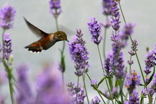 Từ xa xưa, Oải hương đã có một vị trí trong lịch sử văn minh của loài người, đóng vai trò như một thảo mộc dùng làm chất khử trùng, bảo vệ tình yêu và như một loại nước hoa.