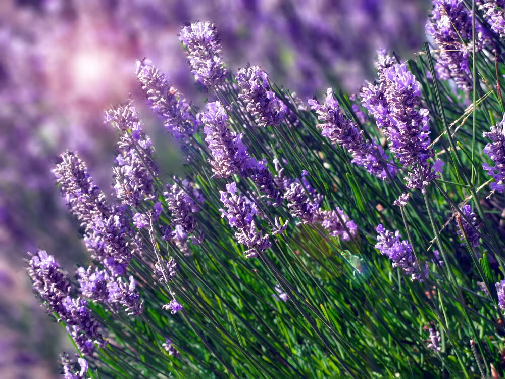 Hoa Oải hương không chỉ giới hạn trong giới nhà giàu mà còn được cả người nghèo sử dụng trong việc làm thơm giường ngủ và quần áo. Thậm chí người dân còn tin treo cây hoa Oải hương trước cửa có thể chống lại ma quỷ quấy rối trẻ nhỏ.