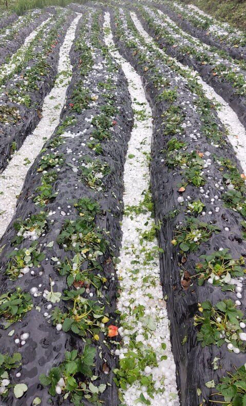 Theo một chủ vườn Dâu Tây tại xã Dào San chia sẻ: "Vườn Dâu Tây mới bắt đầu thu hoạch quả, trận mưa này đã làm hỏng hết cả vườn Dâu Tây ước tính thiệt hại khoảng 50 đến 60 triệu đồng".