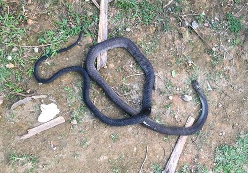 Bi ran ho mang dai 2,5m can, nguoi dan ong tu vong