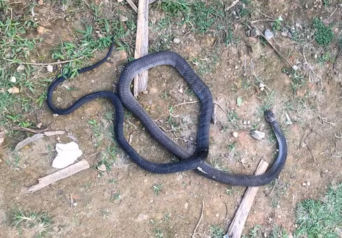 Bi ran ho mang dai 2,5m can, nguoi dan ong tu vong