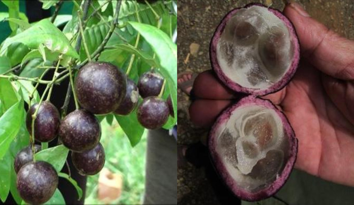 Ha Giang: An qua hong chau, nhieu chau nho phai nhap vien cap cuu