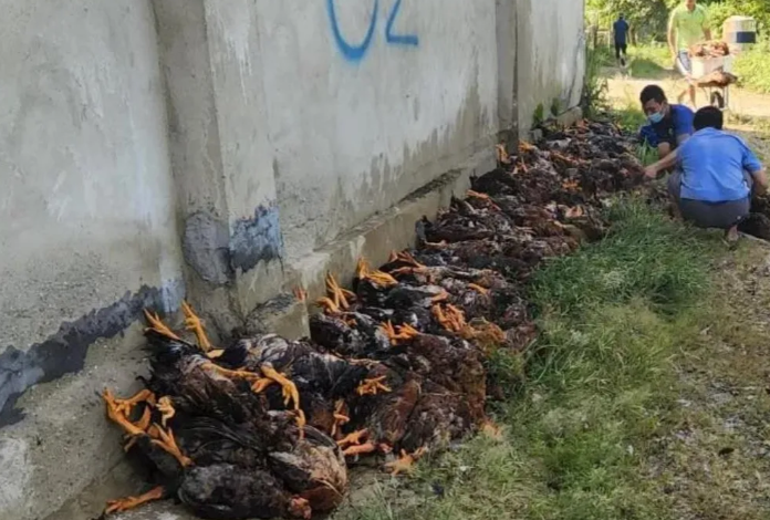  Chủ trang trại mất trắng 15.000 con gà vì sự cố điện: Ngày 6/8, ông Nguyễn Xuân Ngọc, chủ trang trại chăn nuôi gà ở xã Phú Mỹ, huyện Phù Ninh, tỉnh Phú Thọ, cho biết trang trại của ông vừa chết hơn 15.000 con gà do sự cố điện. Trang trại gà của ông rộng hơn 3.000 m2, thả nuôi hơn 32.000 con gà. Tính đến ngày 6/8, gà được gần 90 ngày, đã đến lúc xuất chuồng. Mỗi con gà có trọng lượng khoảng 2,5 kg/con, giá bán thị trường hiện tại là 67.000 đồng/kg.