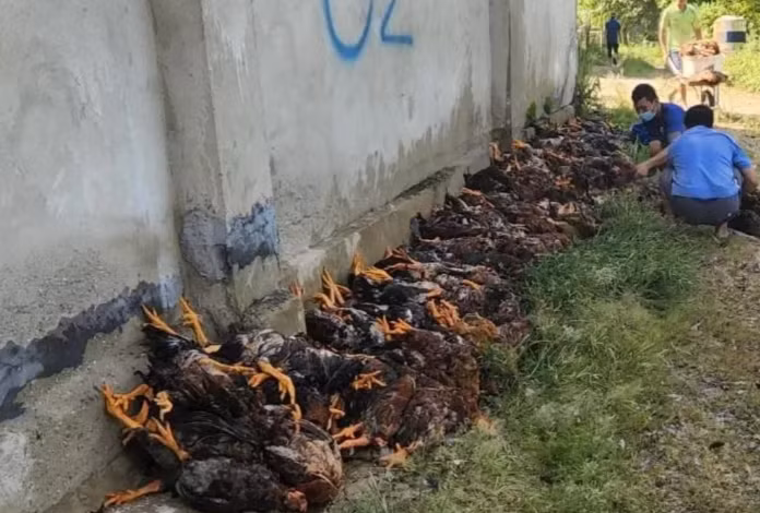  Chủ trang trại mất trắng 15.000 con gà vì sự cố điện: Ngày 6/8, ông Nguyễn Xuân Ngọc, chủ trang trại chăn nuôi gà ở xã Phú Mỹ, huyện Phù Ninh, tỉnh Phú Thọ, cho biết trang trại của ông vừa chết hơn 15.000 con gà do sự cố điện. Trang trại gà của ông rộng hơn 3.000 m2, thả nuôi hơn 32.000 con gà. Tính đến ngày 6/8, gà được gần 90 ngày, đã đến lúc xuất chuồng. Mỗi con gà có trọng lượng khoảng 2,5 kg/con, giá bán thị trường hiện tại là 67.000 đồng/kg.