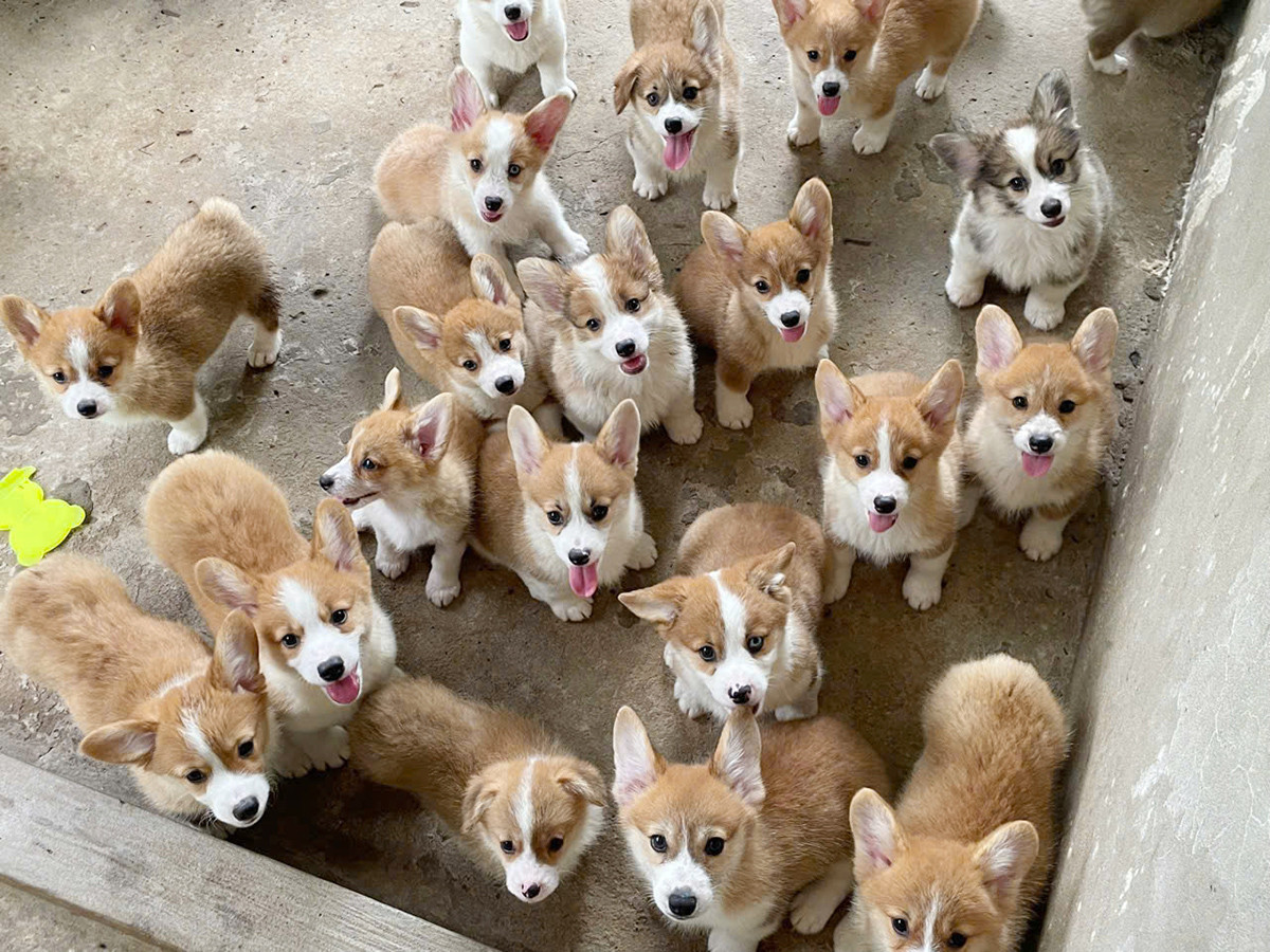 Nuôi chó trong vườn cây ăn trái đạt doanh thu 1 tỷ đồng/năm - Hình 3 Nuoi cho trong vuon cay an trai dat doanh thu 1 ty dong/nam-Hinh-3