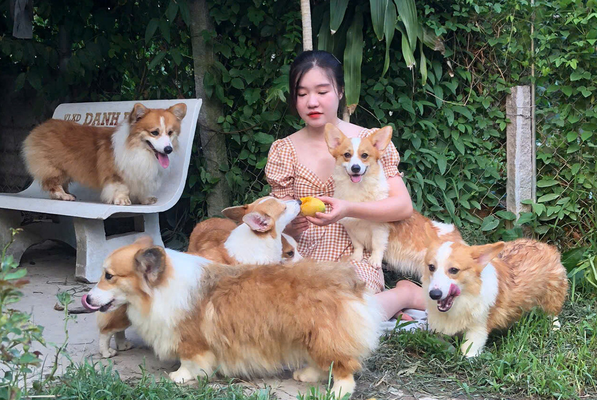 Nuôi chó trong vườn cây ăn trái đạt doanh thu 1 tỷ đồng/năm - Hình 4 Nuoi cho trong vuon cay an trai dat doanh thu 1 ty dong/nam-Hinh-4