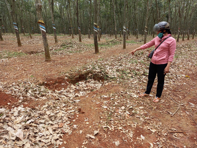 Bat ke danh dap nu sinh lop 6 trong lo cao su-Hinh-2