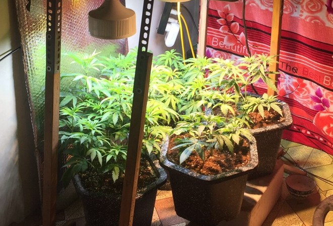  Thanh niên trồng cây cần sa tại nhà riêng: Công an phường Thuận Lộc (TP Huế) vừa bắt quả tang Lê Văn Thanh Tuấn (SN 1997, trú đường Lê Trung Đình, phường Thuận Lộc) trồng cây cần sa tại nhà riêng. Tuấn khai nhận, từ cuối năm 2020, đối tượng này đã đặt mua hạt giống cần sa trên mạng xã hội, sau đó đưa về nhà trồng.