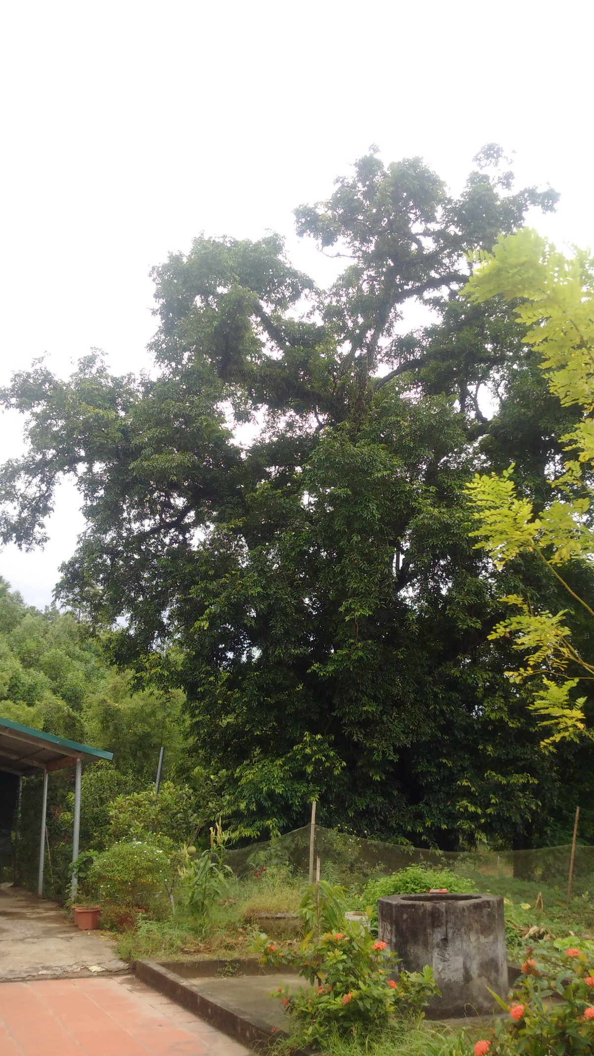 Giải mã vụ việc những cái chết bí ẩn ở đồi Cây Thị (kỳ 1) Giai ma vu viec nhung cai chet bi an o doi Cay Thi (ky 1)