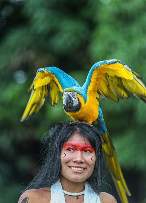 Ricardo cho biết ông ghi hình bằng máy chụp ảnh Canon EOS-1D X Mark ll, GoPro và máy bay không người lái. Lần đầu tiên ông tiếp xúc với người thổ dân là vào năm 1997. Ảnh: Vẻ đẹp mộc mạc của người phụ nữ thổ dân Brazil. Ảnh: Daily Mail