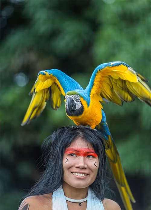 Ricardo cho biết ông ghi hình bằng máy chụp ảnh Canon EOS-1D X Mark ll, GoPro và máy bay không người lái. Lần đầu tiên ông tiếp xúc với người thổ dân là vào năm 1997. Ảnh: Vẻ đẹp mộc mạc của người phụ nữ thổ dân Brazil. Ảnh: Daily Mail