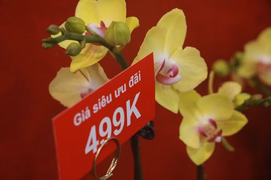 Những chậu hoa nhỏ với mức giá trung bình, phù hợp với nhiều khách hàng cá nhân. 