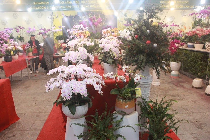 Tuy nhiên, theo nhân viên tại các shop hoa mọc theo thời vụ này, có những chậu hoa lan hồ điệp giá trị lên đến hàng vài chục triệu đồng.... tùy theo nhu cầu người chơi. 