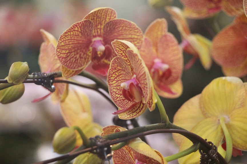 Các chậu hoa lan với đủ màu sắc như: màu xanh, trắng, vàng, đỏ, hoa vân.... Được bày bán theo hình thức từ chậu to, chậu nhỏ hoặc theo từng giò.