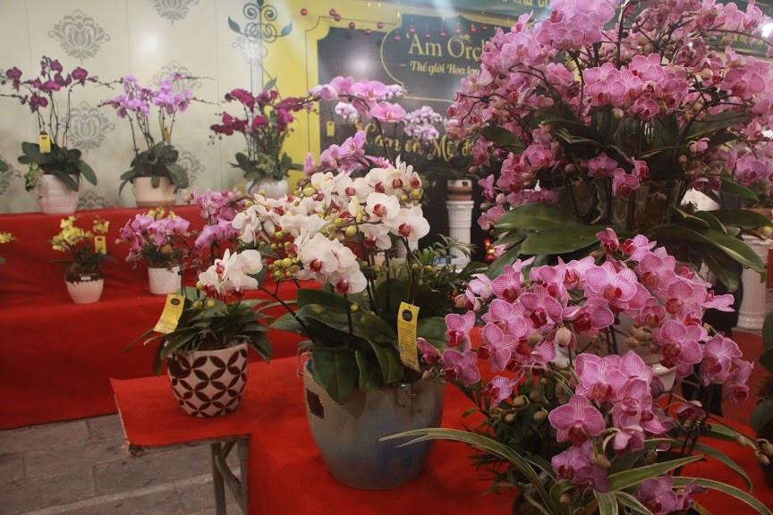 Cánh hoa rực rỡ sắc màu, đang trong thời kì đẹp nhất, sẵn sàng phục vụ thị trường Tết Nguyên đán