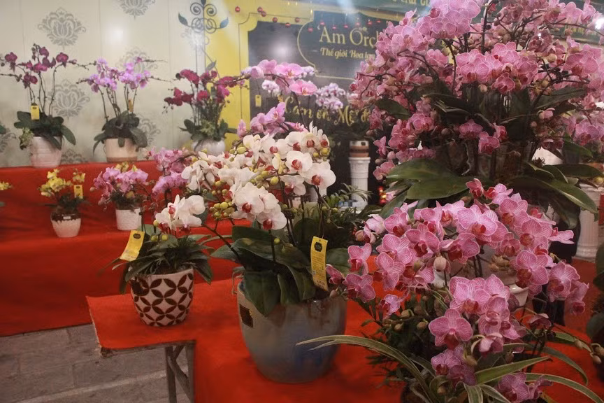 Cánh hoa rực rỡ sắc màu, đang trong thời kì đẹp nhất, sẵn sàng phục vụ thị trường Tết Nguyên đán