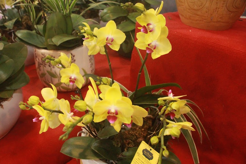 Lan hồ điệp vẫn là loài hoa được nhiều người ưa chuộng bởi hoa đẹp và bền.