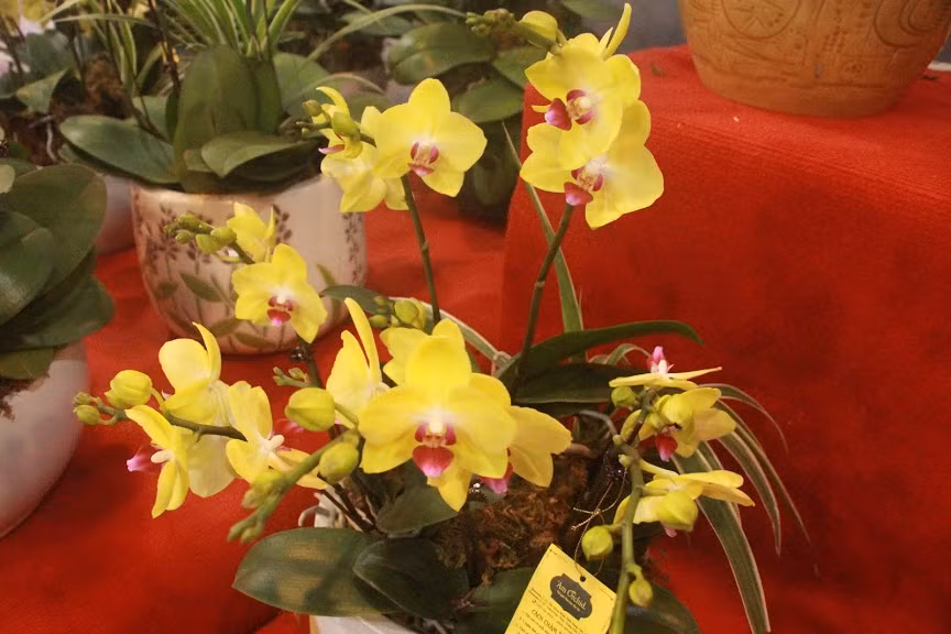 Lan hồ điệp vẫn là loài hoa được nhiều người ưa chuộng bởi hoa đẹp và bền.