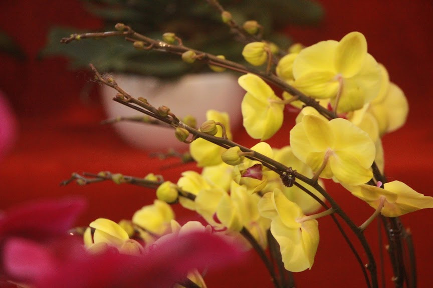 Dòng hoa này đa dạng màu sắc nên dễ dàng phối nhiều loại khác nhau, tạo thành những chậu cảnh Tết rực rỡ, đa màu. 