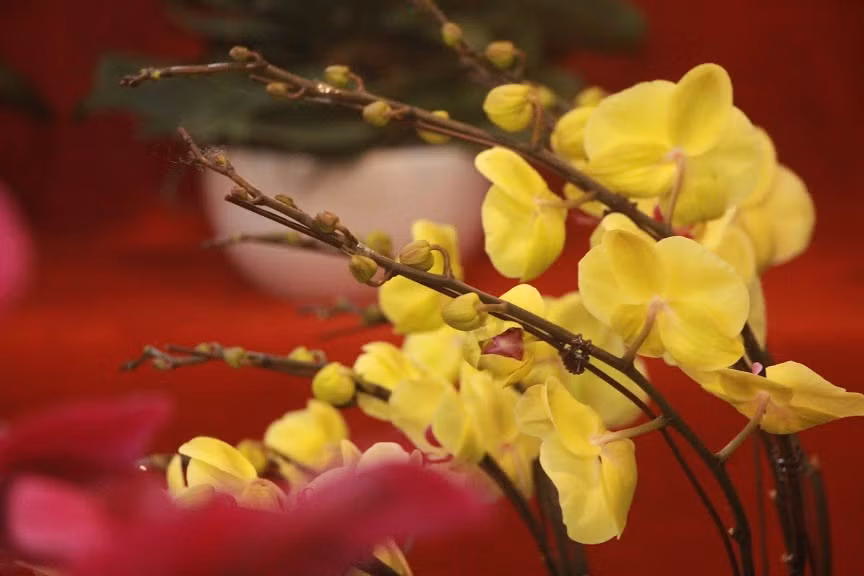 Dòng hoa này đa dạng màu sắc nên dễ dàng phối nhiều loại khác nhau, tạo thành những chậu cảnh Tết rực rỡ, đa màu. 