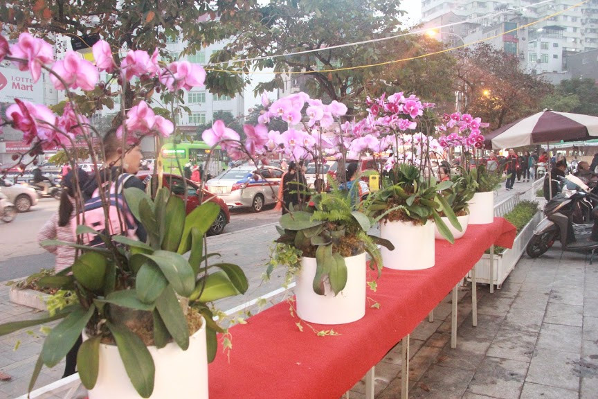 Dòng hoa này đa dạng màu sắc nên dễ dàng phối nhiều loại khác nhau, tạo thành những chậu cảnh Tết rực rỡ, đa màu. Xem thêm video: Chấn chỉnh hoạt động chụp cởi đồ bên hoa sen. Nguồn VTC.