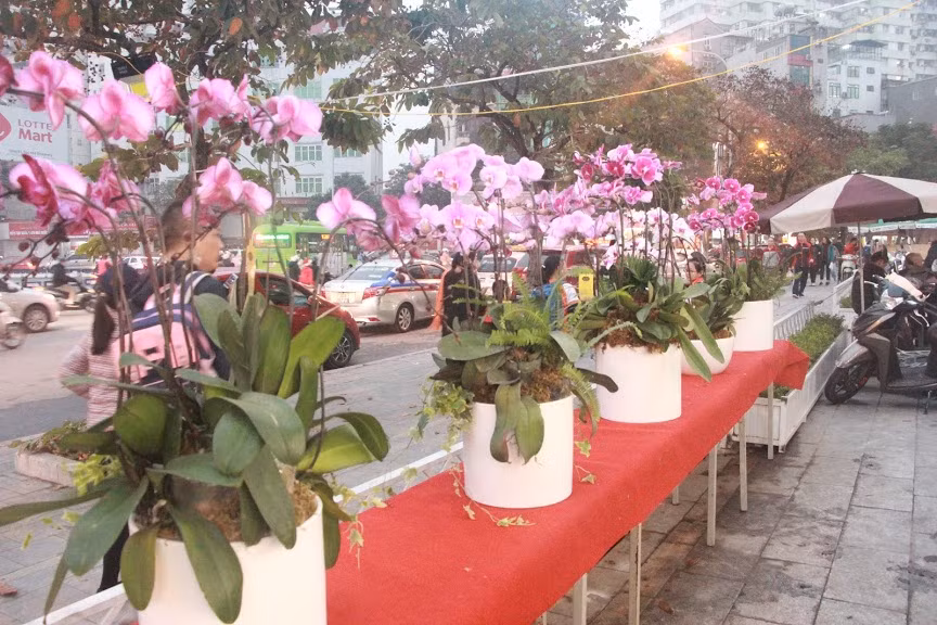 Dòng hoa này đa dạng màu sắc nên dễ dàng phối nhiều loại khác nhau, tạo thành những chậu cảnh Tết rực rỡ, đa màu. Xem thêm video: Chấn chỉnh hoạt động chụp cởi đồ bên hoa sen. Nguồn VTC.