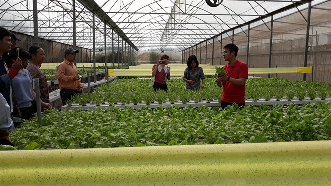 Chang trai bo viec ngan hang luong cao ve trong rau lai 100 trieu/thang