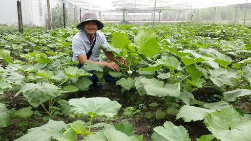 Chang trai bo viec ngan hang luong cao ve trong rau lai 100 trieu/thang-Hinh-2