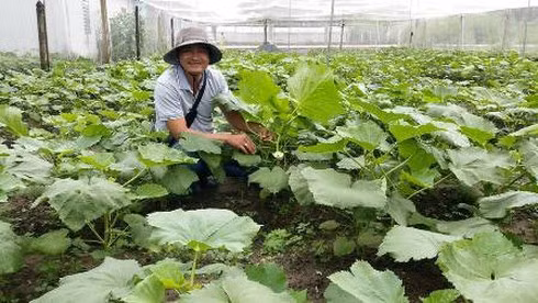 Chang trai bo viec ngan hang luong cao ve trong rau lai 100 trieu/thang-Hinh-2