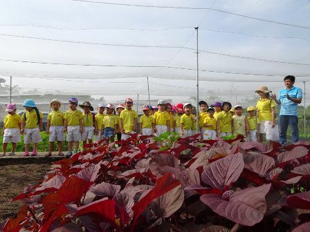 Chang trai bo viec ngan hang luong cao ve trong rau lai 100 trieu/thang-Hinh-5