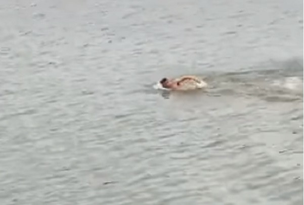 Thời điểm đó, nước sông dâng cao, chảy siết, khoảng cách từ trên cầu xuống mặt sông khoảng 20 m chưa kể phải bơi gần 90 m mới tiếp cận được nạn nhân khiến việc cứu người khá nguy hiểm vất vả. Tuy nhiên, thượng úy Thứ đã không sợ nguy hiểm với bản thân mình từ giữa cầu nhanh chóng nhảy xuống và bơi ra cứu sống cô gái. 