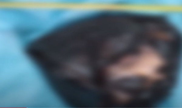 Quá trình điều tra, mở rộng hiện trường sau đó, chiều ngày 8/1/2011, cảnh sát phát hiện 2 cánh tay nạn nhân được gói cẩn thận trong một túi nilon, vứt dưới bể phốt của công trình xây dựng đang bỏ dở trên đường Đầm Triều. Đồng thời đầu nạn nhân cũng được tìm thấy trong bụi rậm gần bờ sông Lạch Tray (cách đó khoảng hơn trăm mét). (Ảnh ANTV)