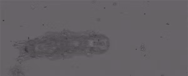 Ghi lai canh gau nuoc di lai de nghien cuu, ket qua... yeu vo cung-Hinh-2