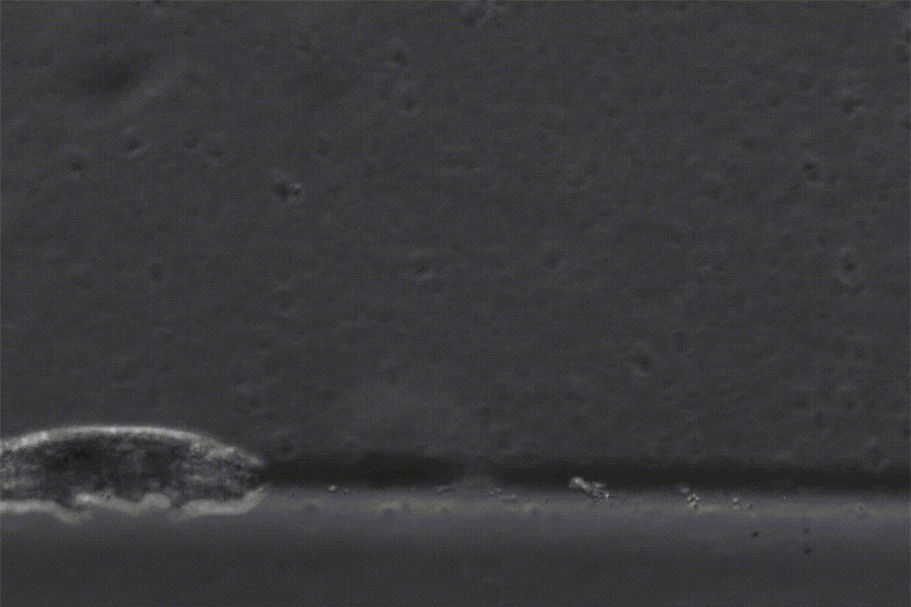 Ghi lai canh gau nuoc di lai de nghien cuu, ket qua... yeu vo cung