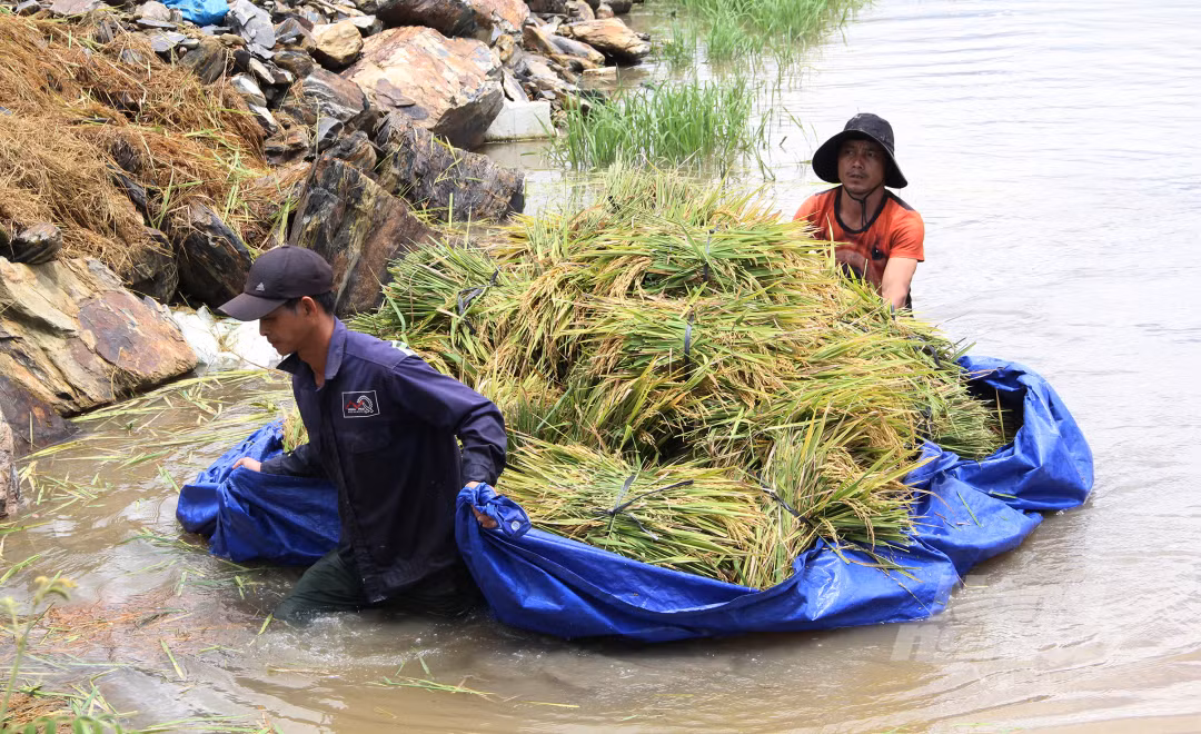 Do lúa bị ngâm dưới nước nên rất nặng. Người dân sau khi chất đầy một bạt phải một người đẩy, một người kéo mới vận chuyển được lúa vào bờ.