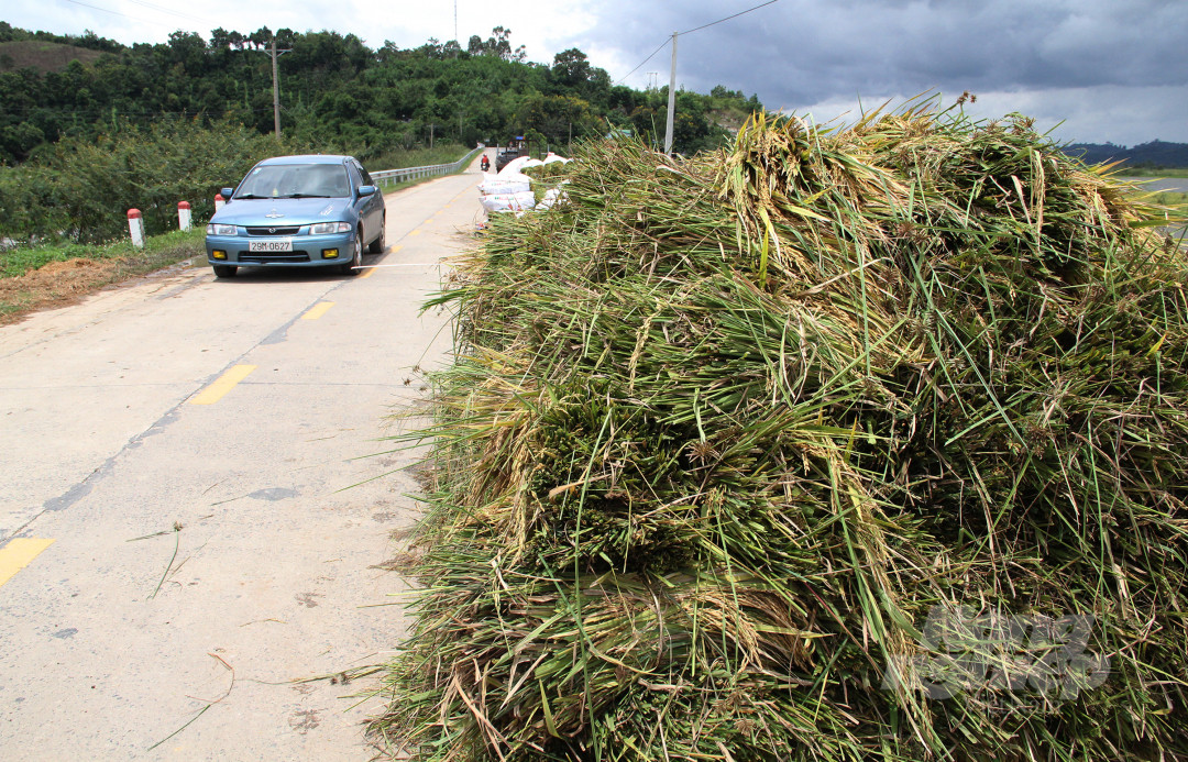 Sáng 12/9, đi dọc các tuyến đường tại huyện Lăk dễ dàng bắt gặp cảnh lúa chất thành từng bó. Qua quan sát, những bó lúa này chỉ chín được khoảng 60%.