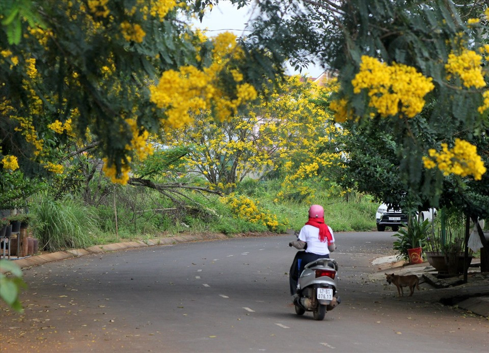 Hoa phượng vàng làm mê hoặc lòng người.